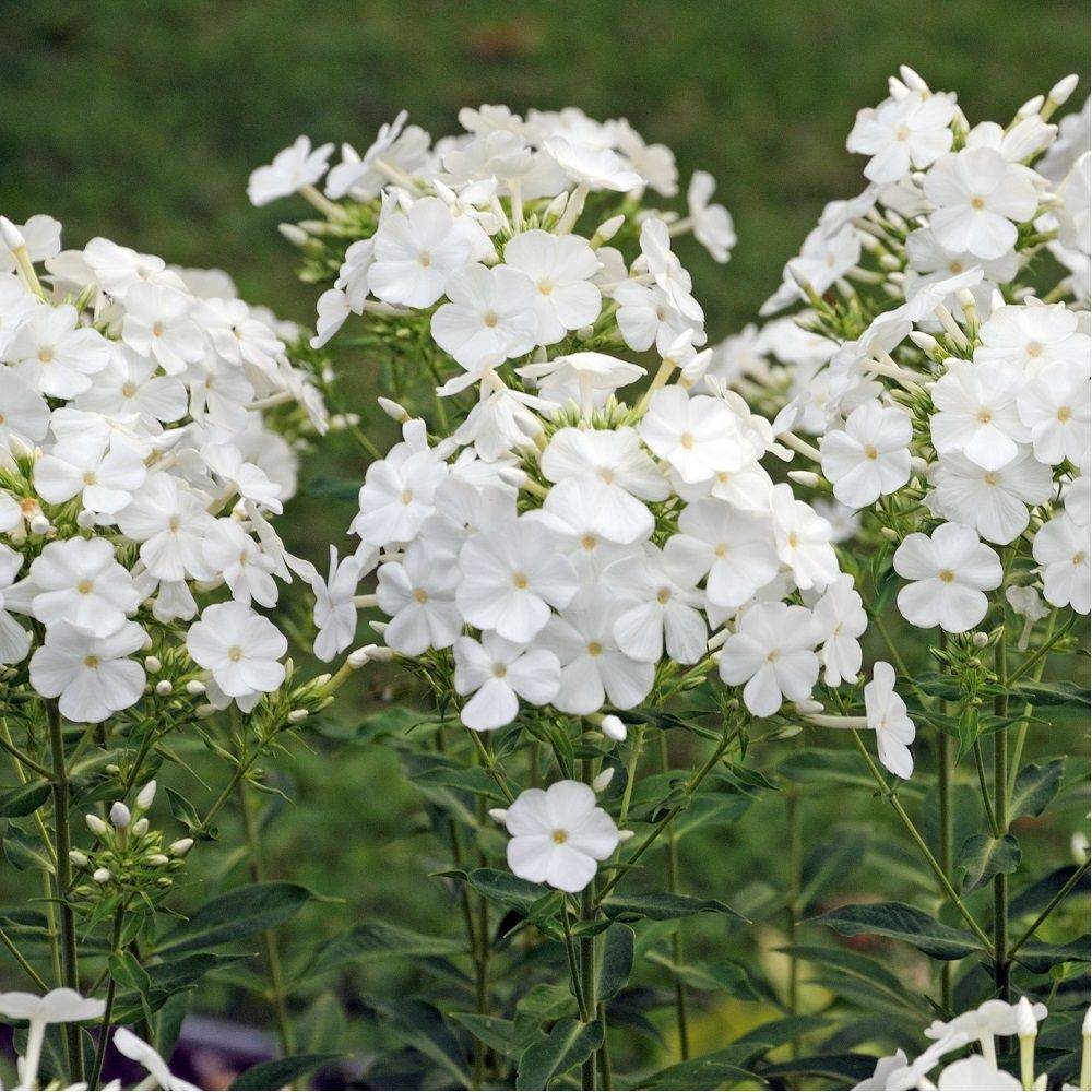 Phlox paniculata montfuji