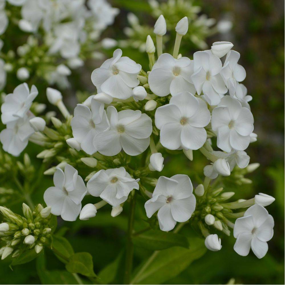 Phlox paniculata montfuji - Image 3