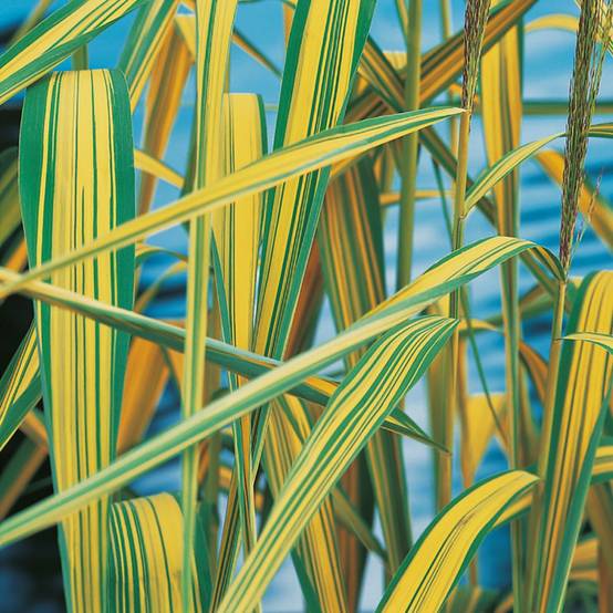 Plante aquatique Roseau des marais - Phragmites australis variegatus - Image 3