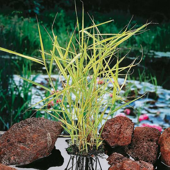 Plante aquatique Roseau des marais - Phragmites australis variegatus - Image 1