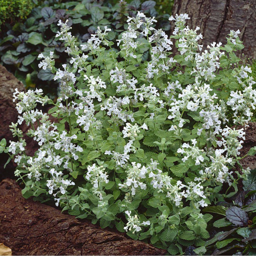 Nepeta Snow Flake
