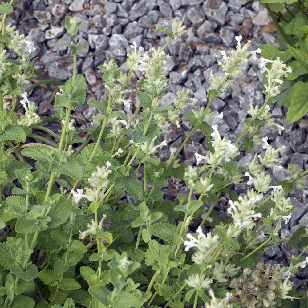 Nepeta Snow Flake - Image 2