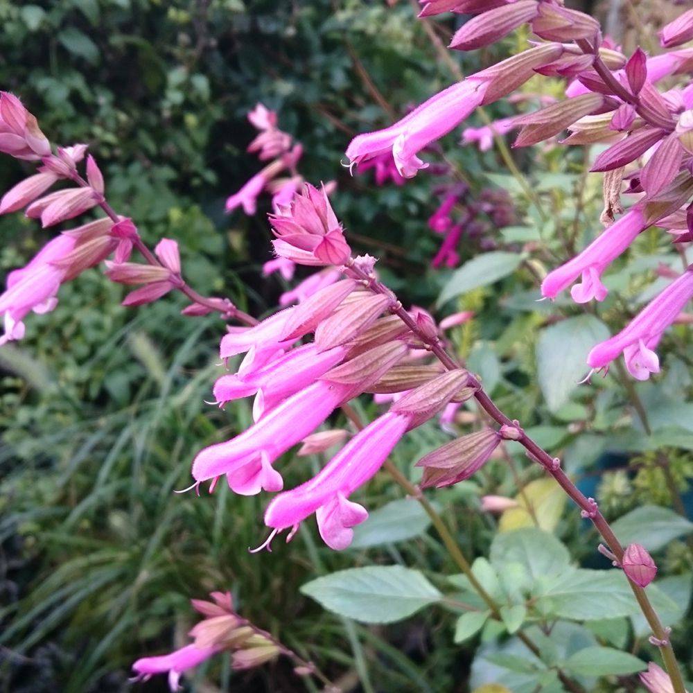 SALVIA jamensis 'Kisses And Wishes' en pot de 4 litres rond carré