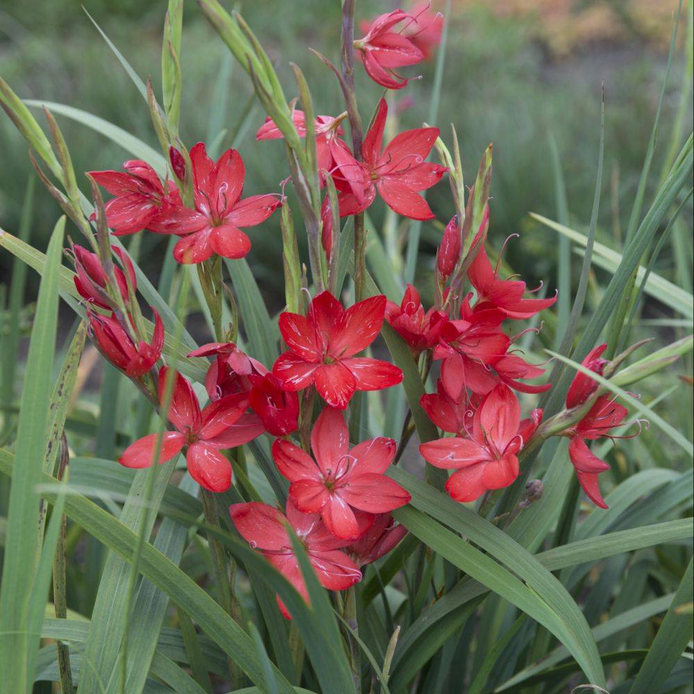 Schizostylis coccinea rubra lot de 3