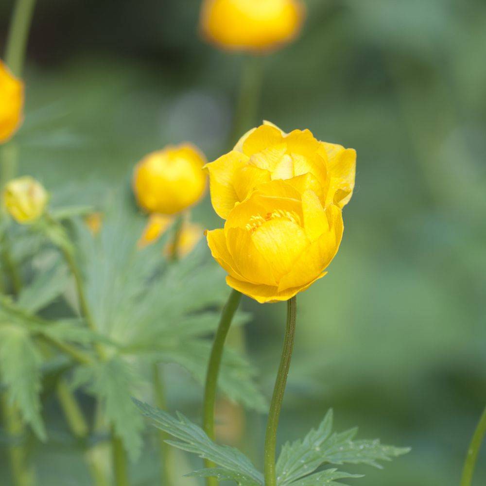 Trollius chinensis - Trolle de Chine - Image 1