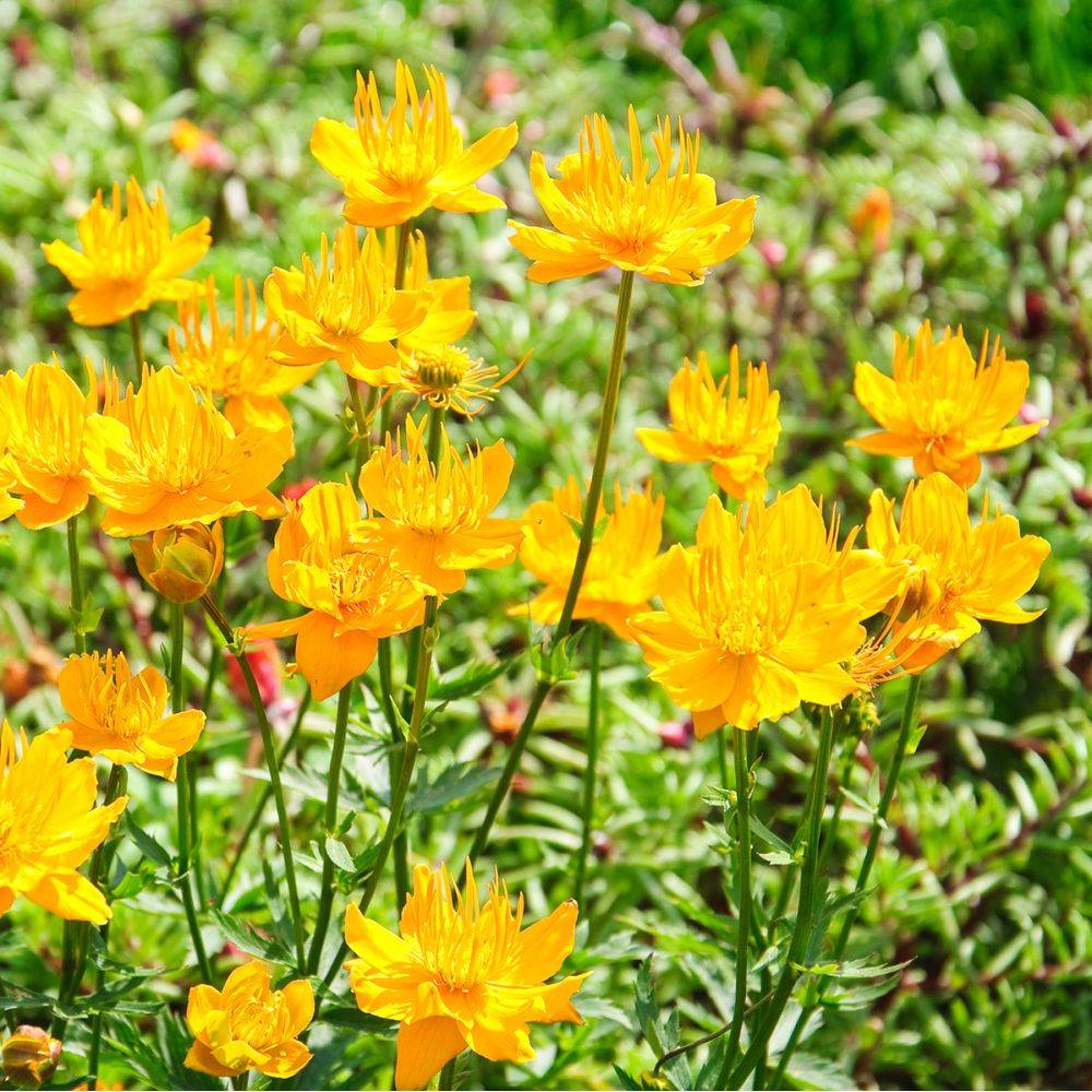 Trollius chinensis - Trolle de Chine - Image 2