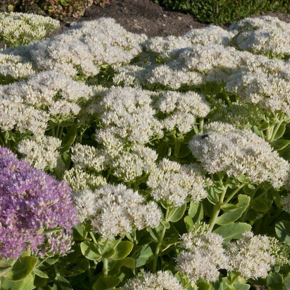 Sedum spectabile iceberg lot de 3