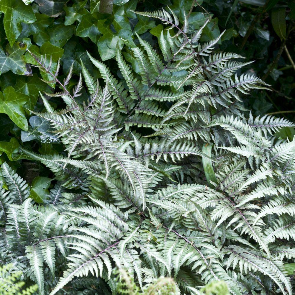 Fougère argentée - Athyrium niponicum metallicum - Image 1