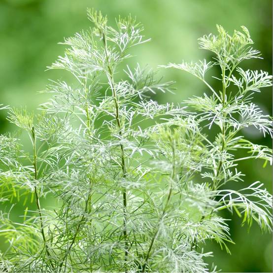Plante cola - Image 1