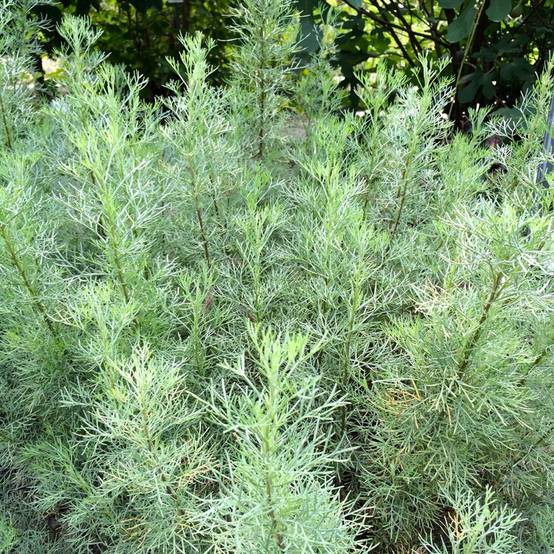 Plante cola - Image 2