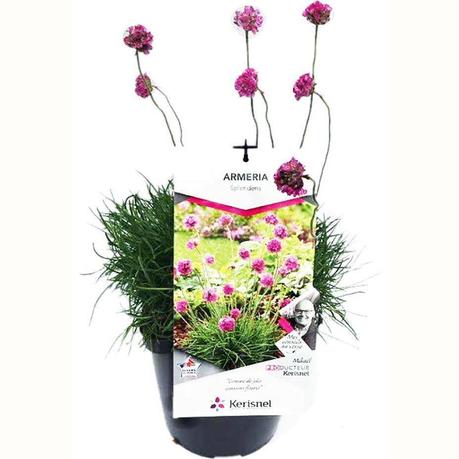 Gazon d'Espagne rose - Image 1
