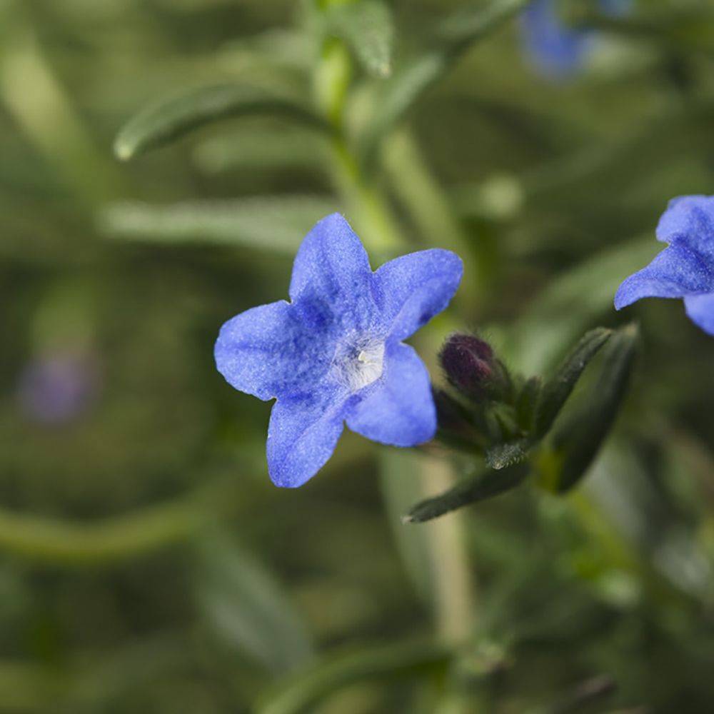 Grémil bleu intense Grace Ward - Lithodora diffusa - Image 1