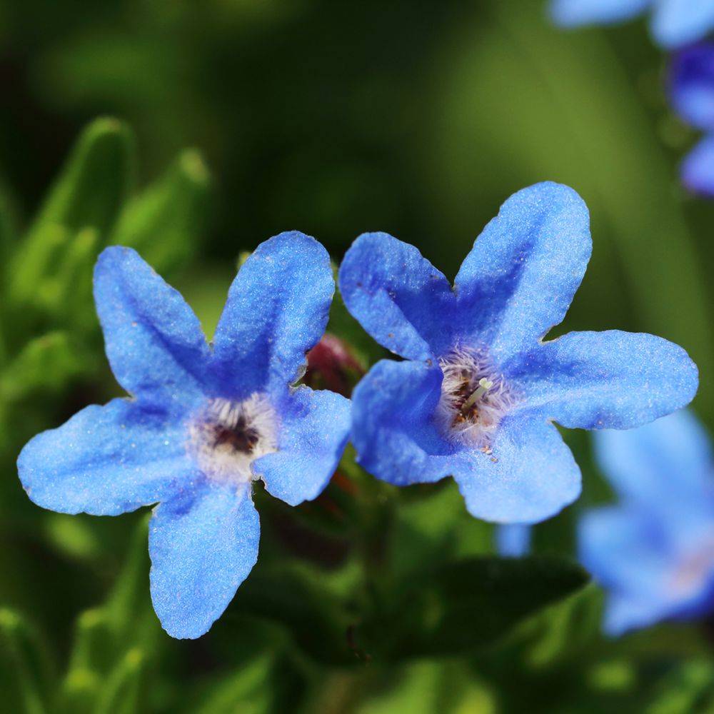 Grémil bleu intense Grace Ward - Lithodora diffusa - Image 5