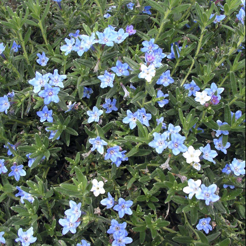 Grémil bleu intense Grace Ward - Lithodora diffusa - Image 2