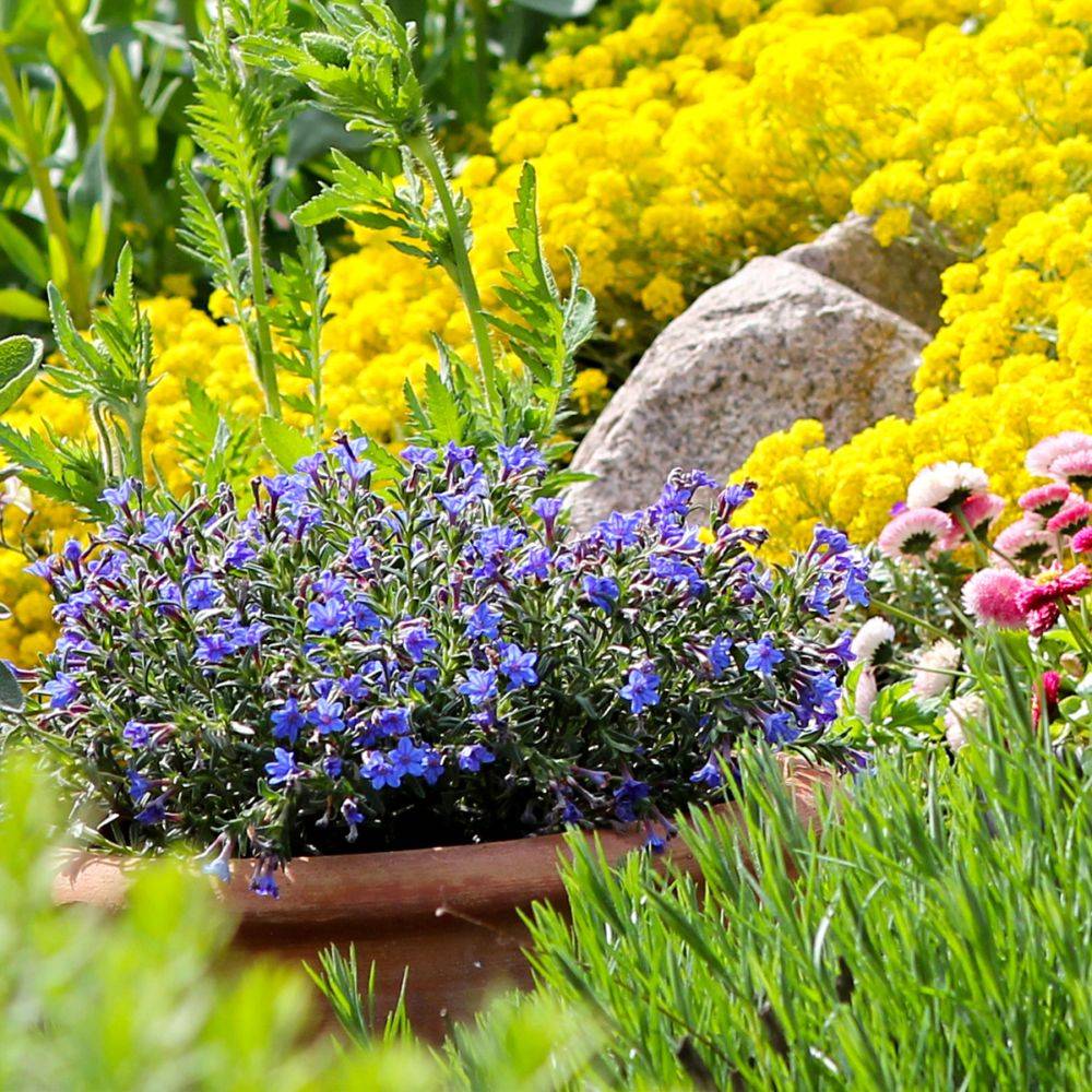 Grémil bleu intense Grace Ward - Lithodora diffusa - Image 4