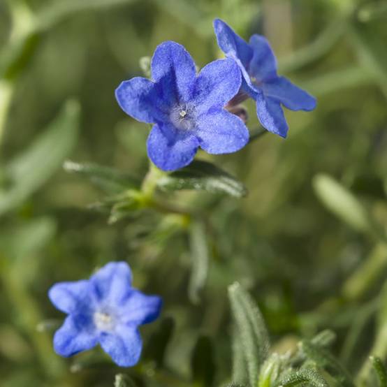 Grémil bleu intense Grace Ward - Lithodora diffusa - Image 3