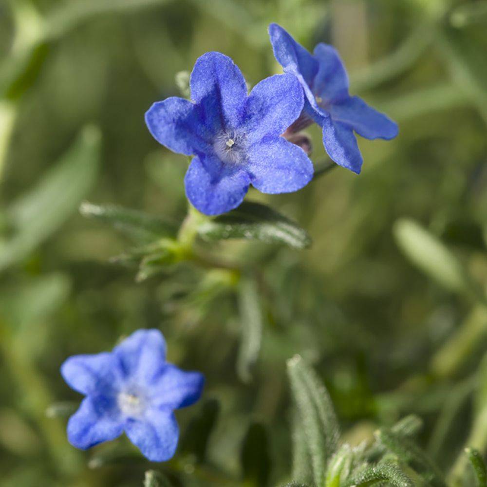 Grémil bleu intense Grace Ward - Lithodora diffusa - Image 3