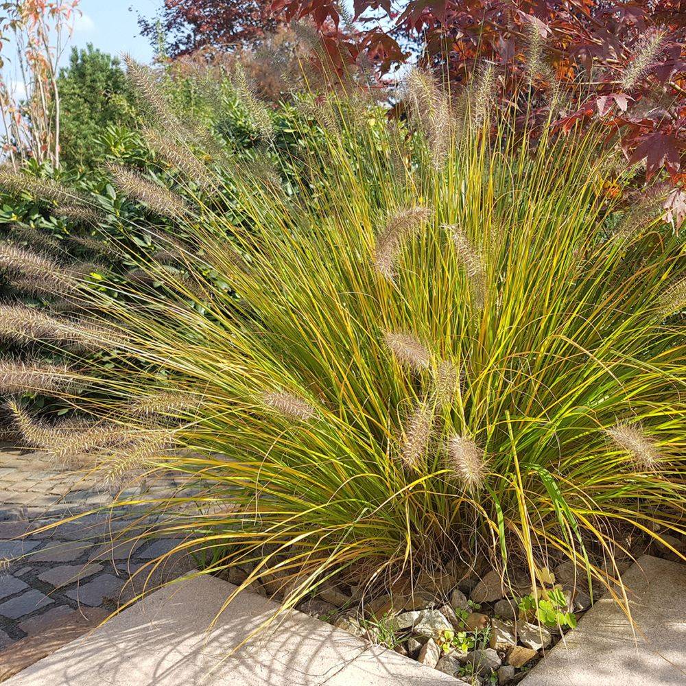 Pennisetum Compressum - Image 2