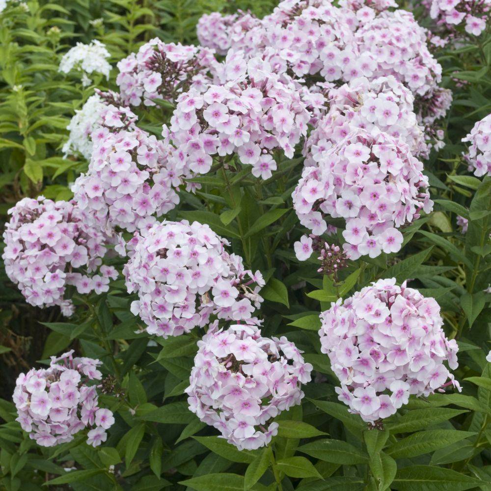 Phlox paniculata Graff Zepplin lot de 3 - Image 1