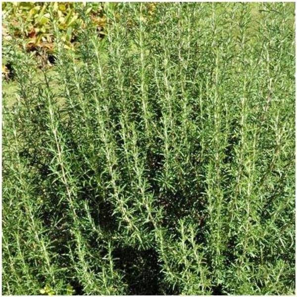 ROSMARINUS officinalis BIO en pot de 2 litres - Image 8