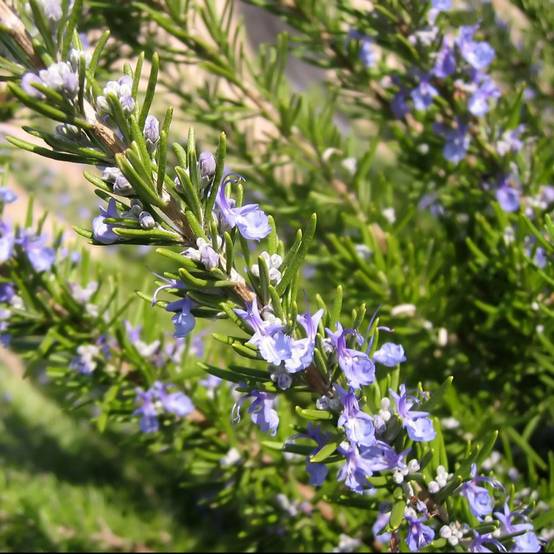 ROSMARINUS officinalis BIO en pot de 2 litres - Image 7