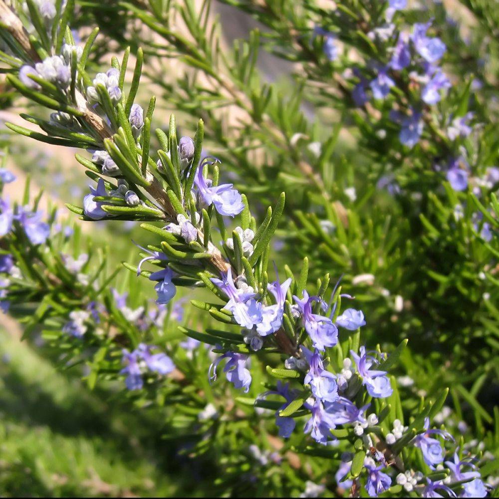 ROSMARINUS officinalis BIO en pot de 2 litres - Image 7