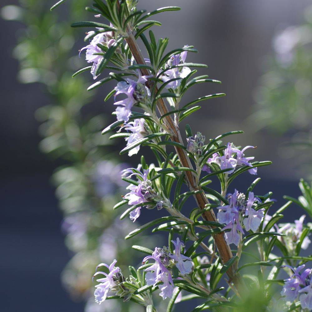 ROSMARINUS officinalis BIO en pot de 2 litres - Image 3