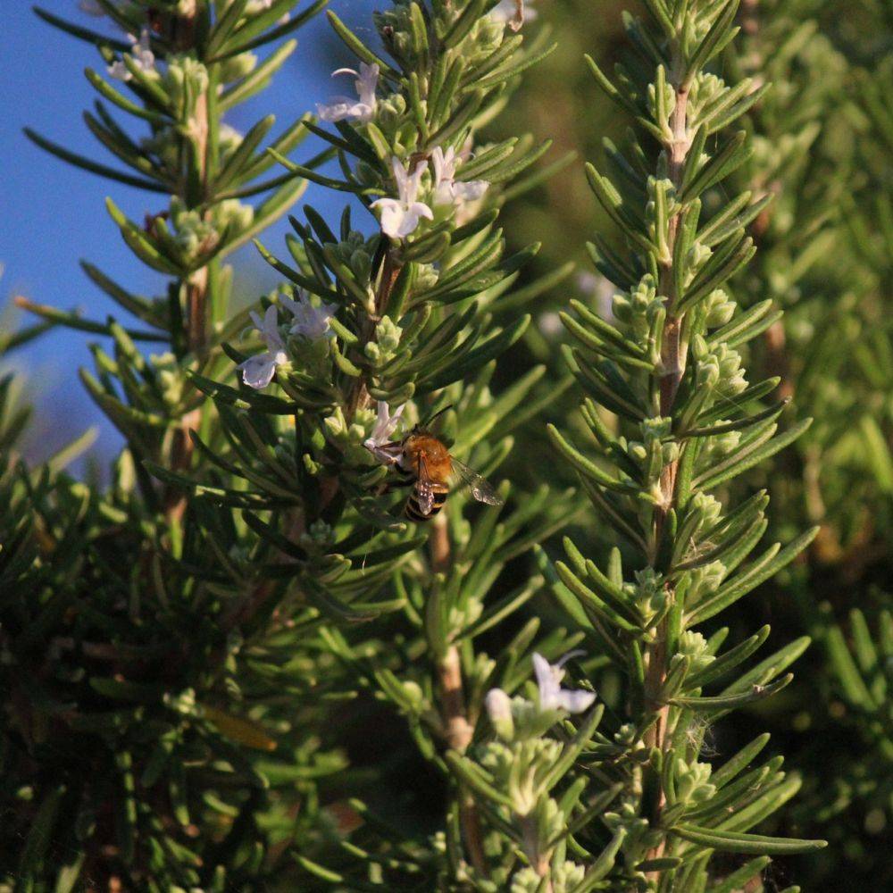 ROSMARINUS officinalis BIO en pot de 2 litres - Image 10
