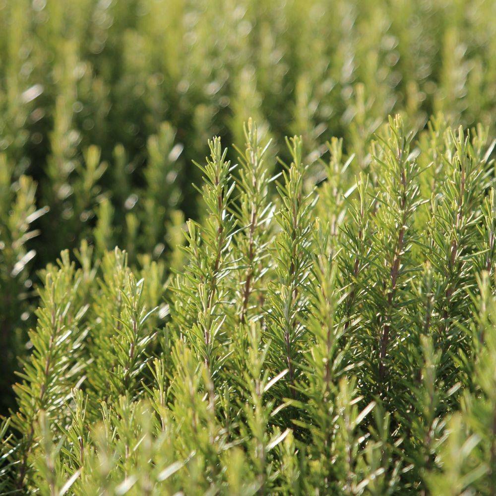ROSMARINUS officinalis BIO en pot de 2 litres - Image 5