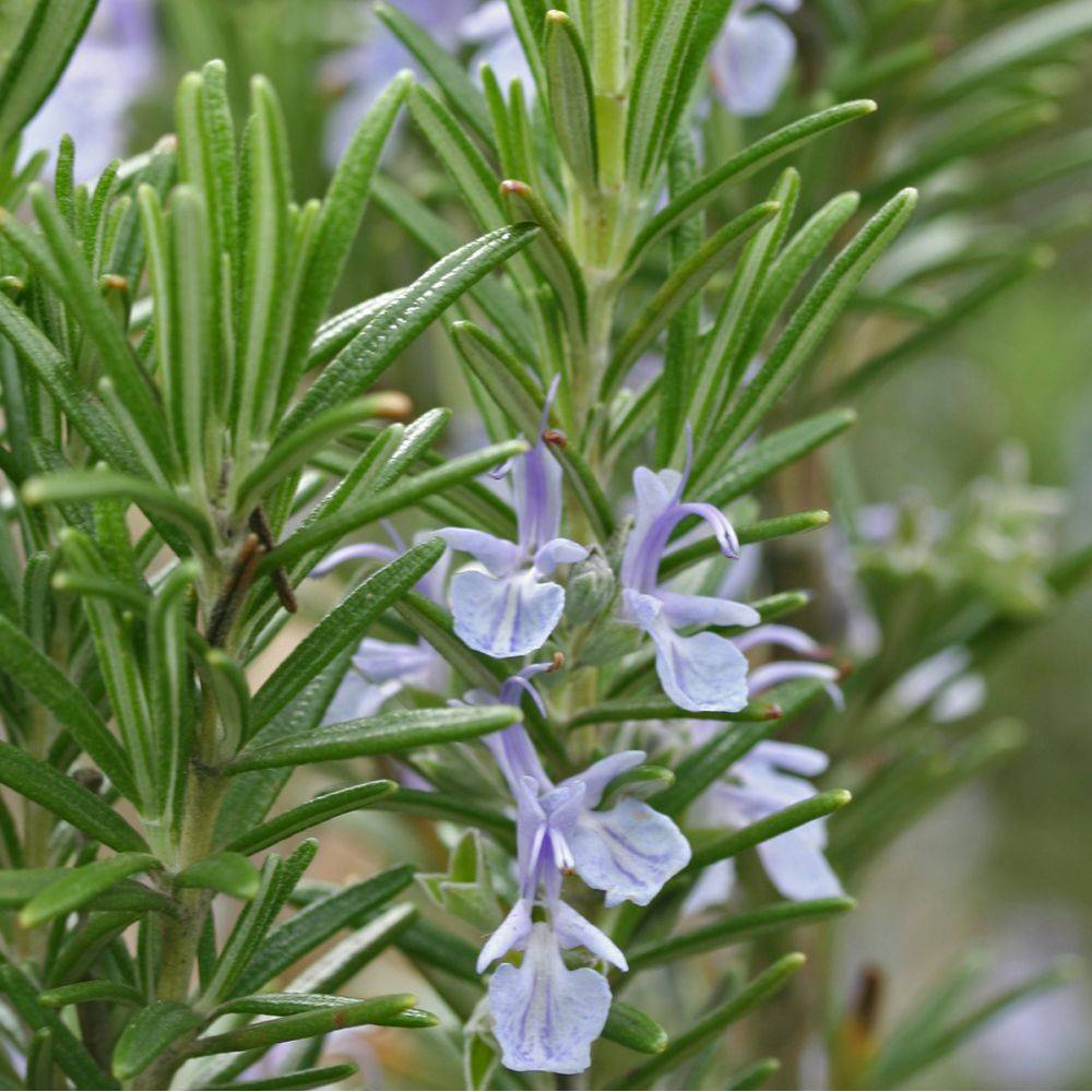 ROSMARINUS officinalis BIO en pot de 2 litres - Image 4