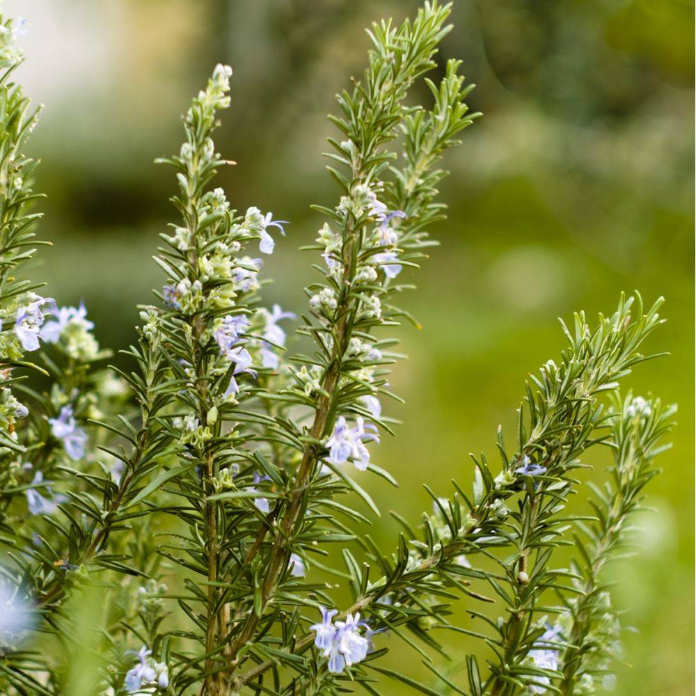 ROSMARINUS officinalis BIO en pot de 2 litres - Image 11
