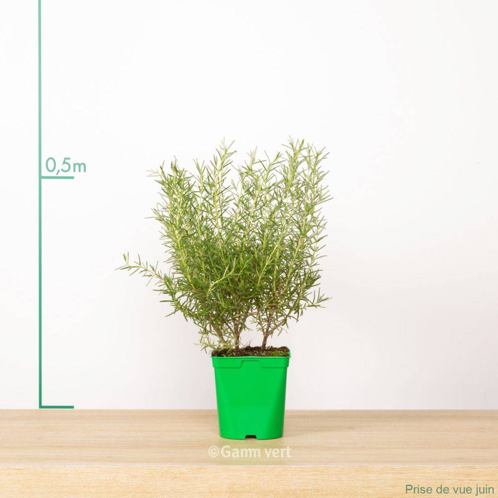 ROSMARINUS officinalis BIO en pot de 2 litres - Image 12