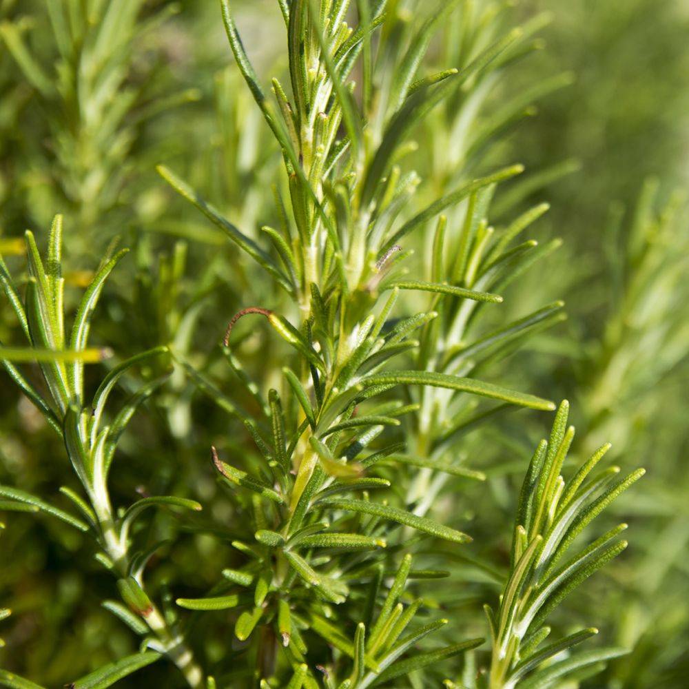 ROSMARINUS officinalis BIO en pot de 2 litres - Image 1