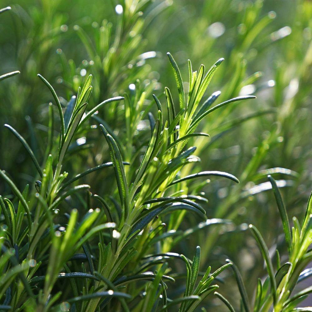 ROSMARINUS officinalis BIO en pot de 2 litres - Image 9