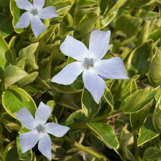 Petite pervenche Aureovariegata alba