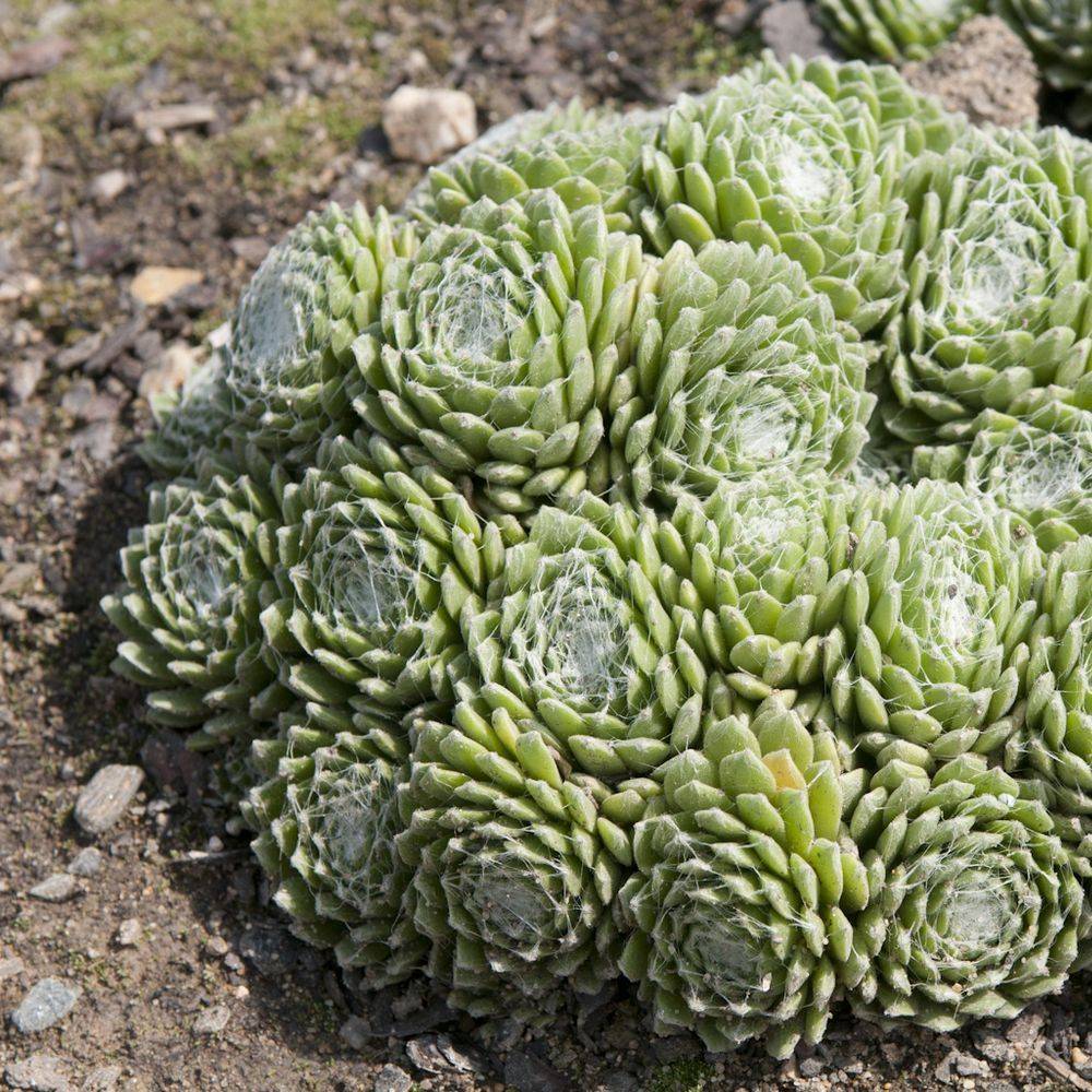 Sempervivum x arachnoideum