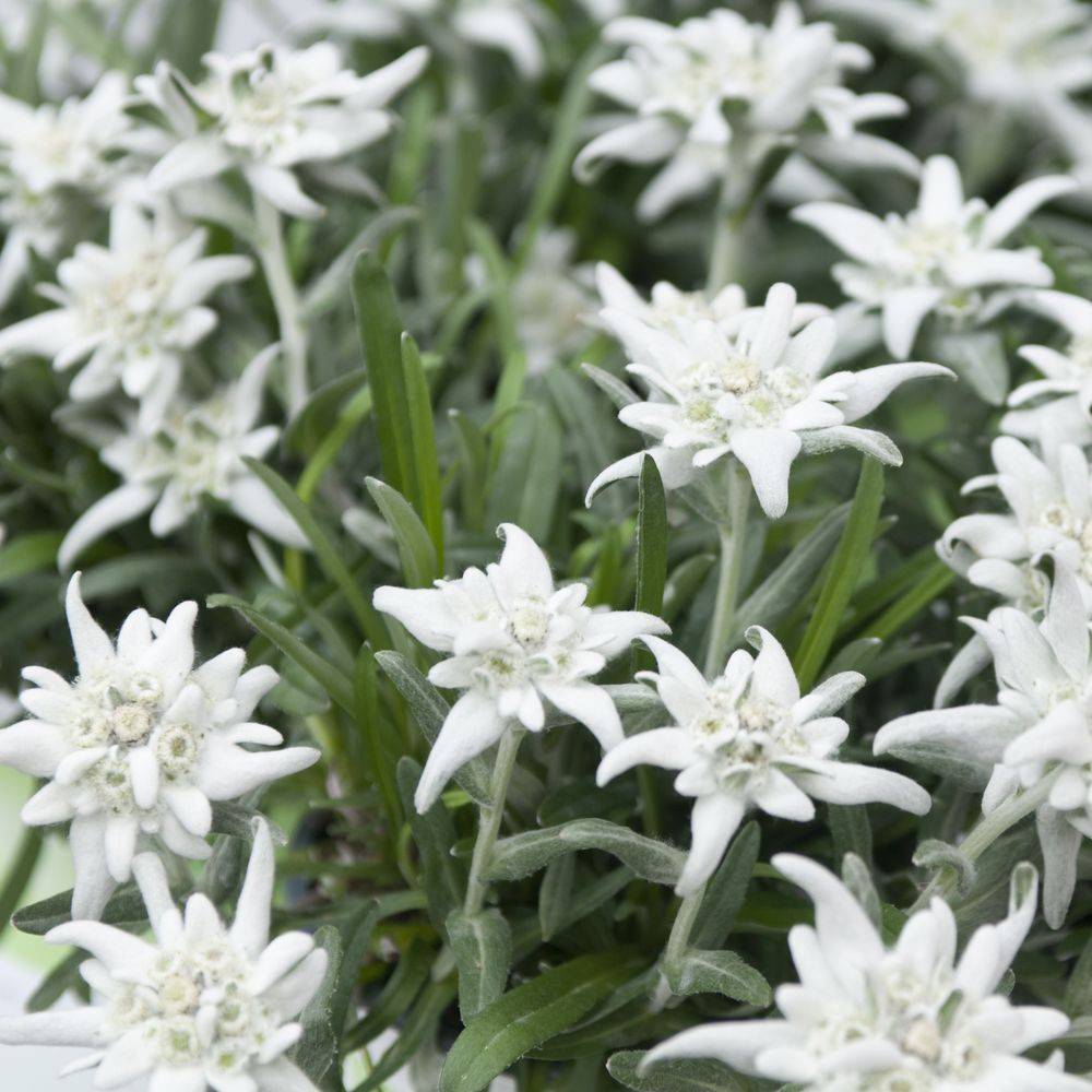 Leontopodium alpinum lot de 3