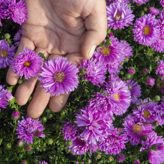 Aster d'automne 'Rose d'Anjou' - Aster Novi-Belgii - Image 1