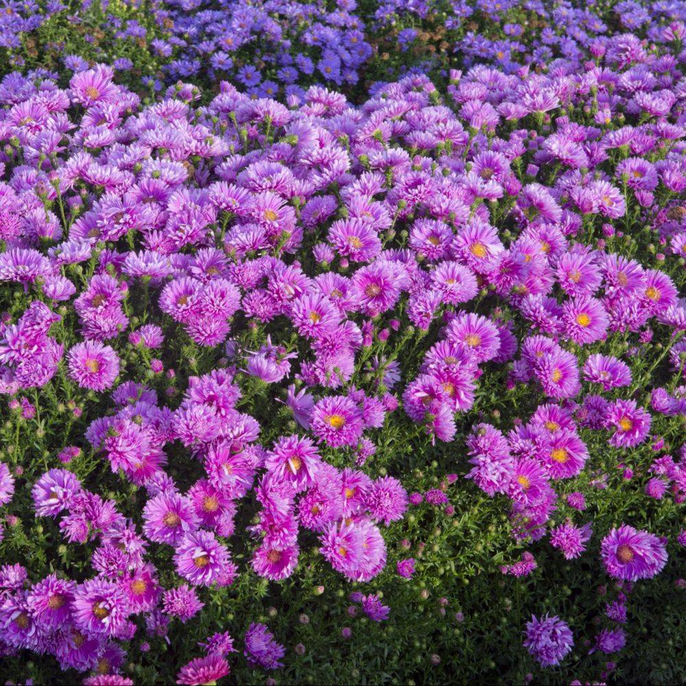 Aster d'automne 'Rose d'Anjou' - Aster Novi-Belgii - Image 2