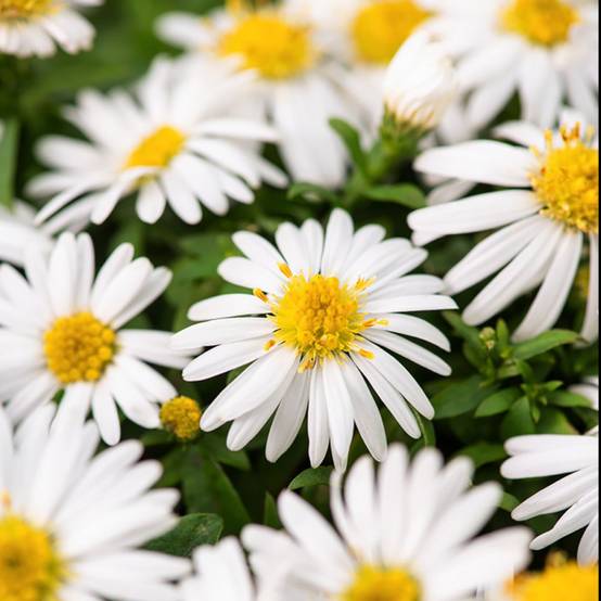 Aster nain d'automne blanc 'Niobe' - Image 1