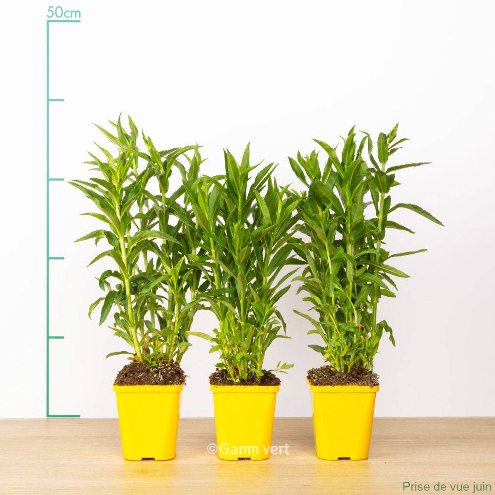 Physostegia virginiana alba