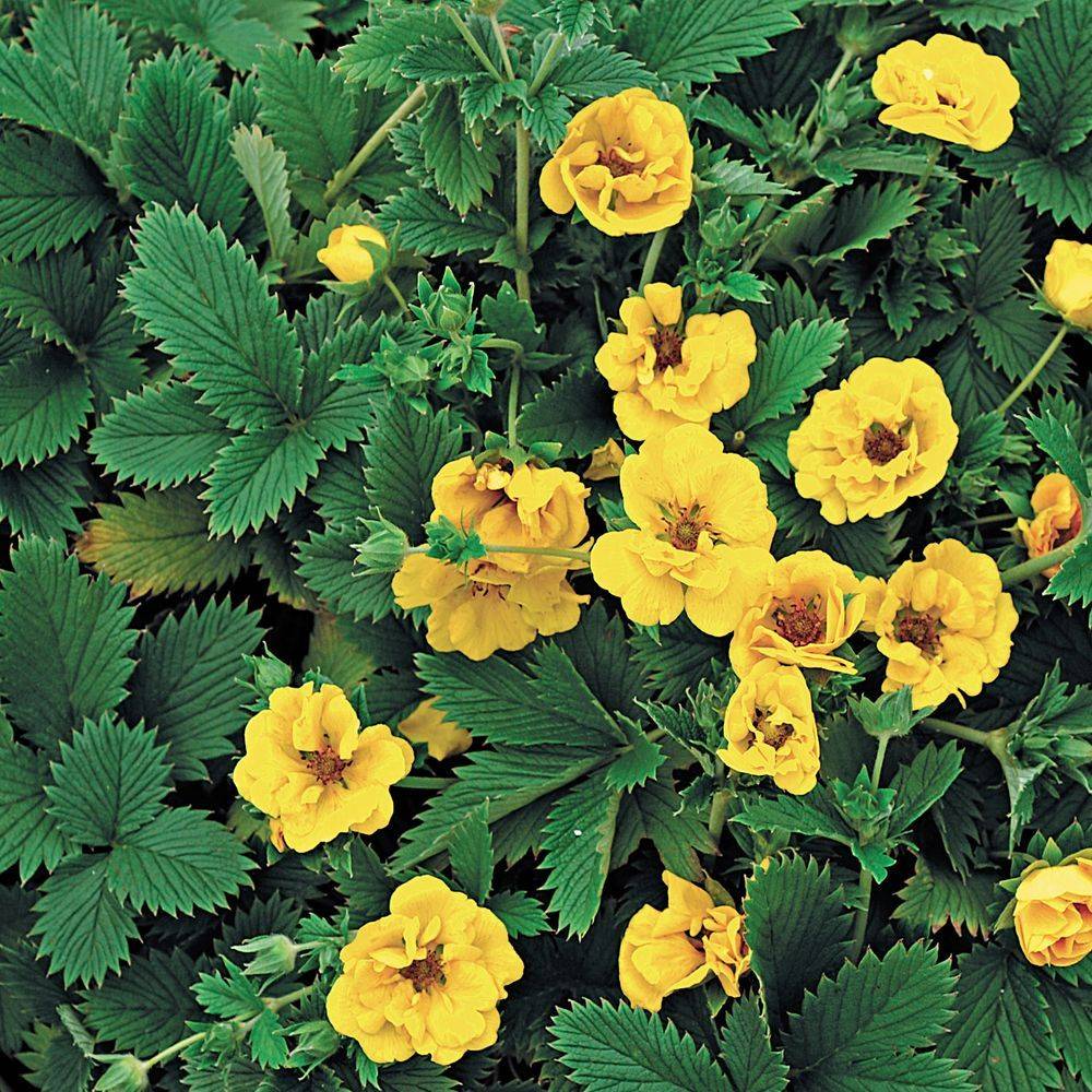 Potentilla aurea