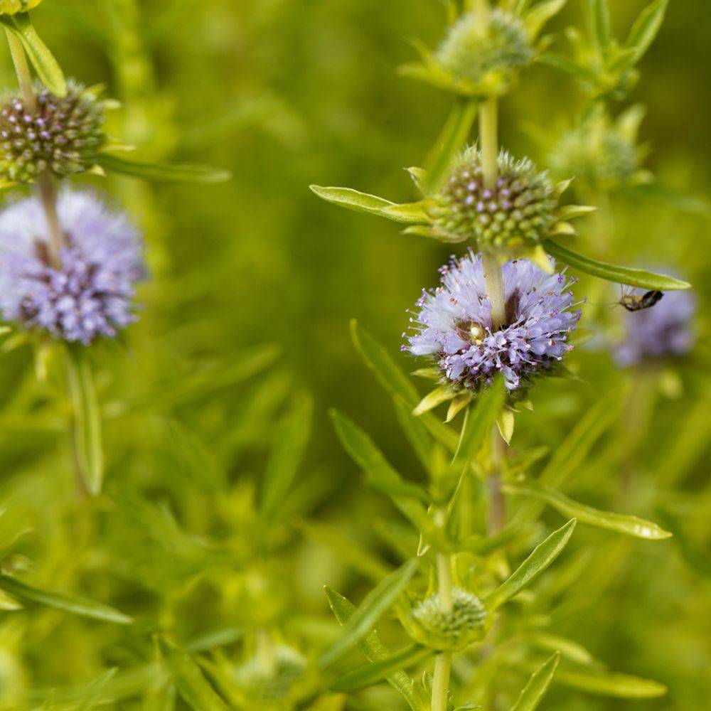 Plante aquatique Mentha cervina - Menthe des cerfs - Image 1