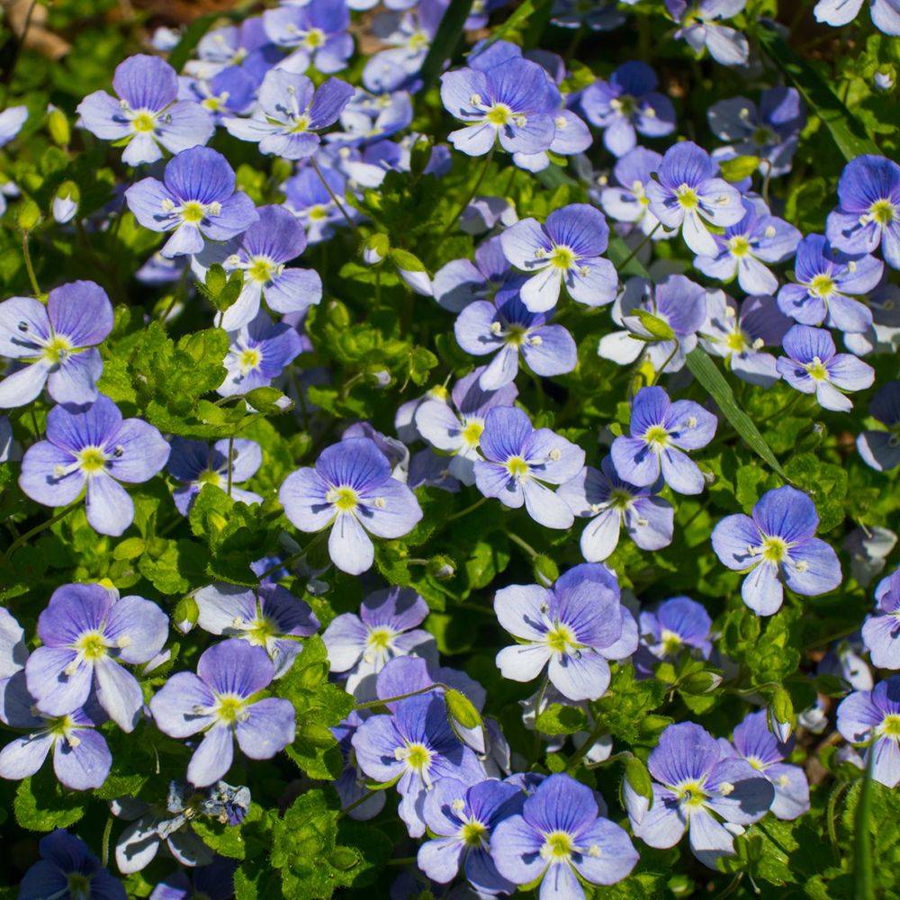Veronica liwanensis