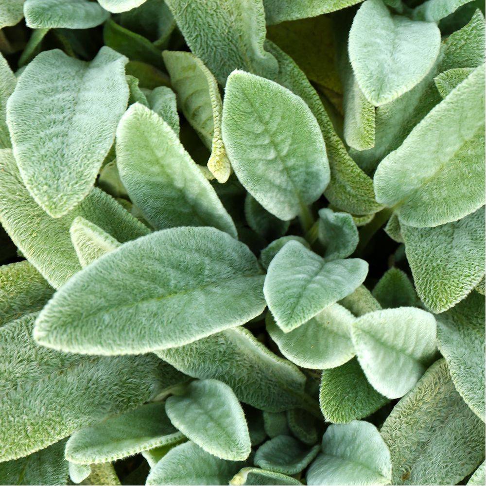 Stachys byzantina - Oreille de lapin - Imagen 3