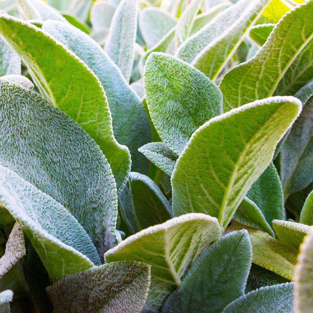 Stachys byzantina - Oreille de lapin - Imagen 4