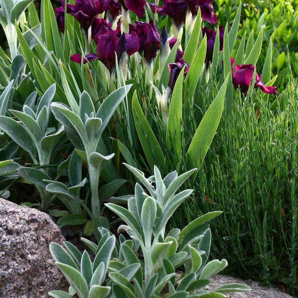 Stachys byzantina - Oreille de lapin - Imagen 2