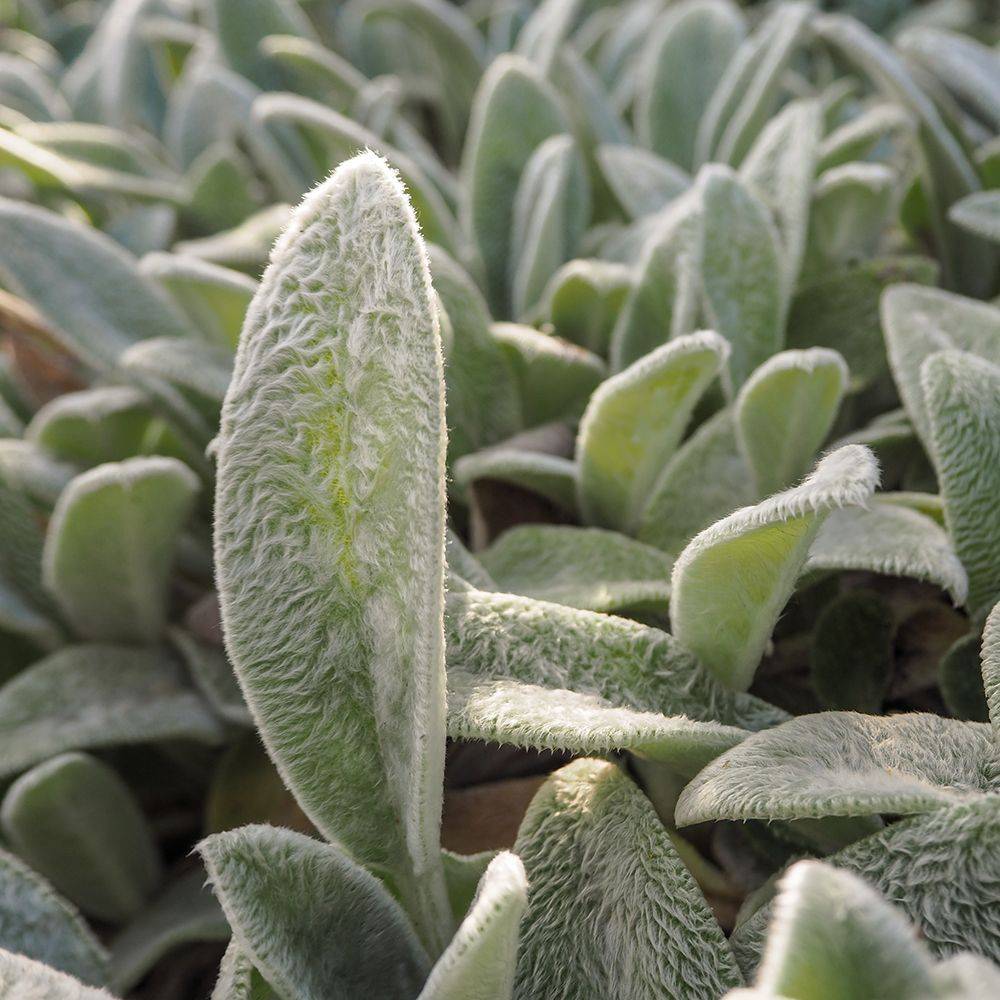 Stachys byzantina - Oreille de lapin - Imagen 5