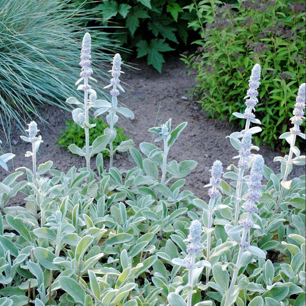 Stachys byzantina - Oreille de lapin - Imagen 1