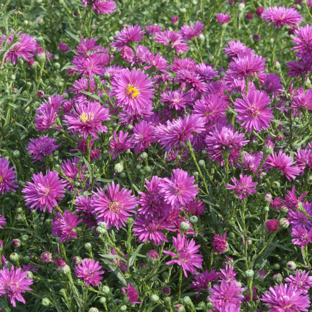 Aster d'automne 'Freda Ballard' - Aster Novi-Belgii
